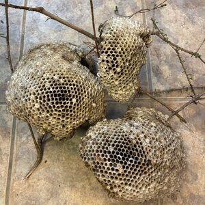 Natural Paper wasp nest taxidermy man cave decor Arkansas set of 3